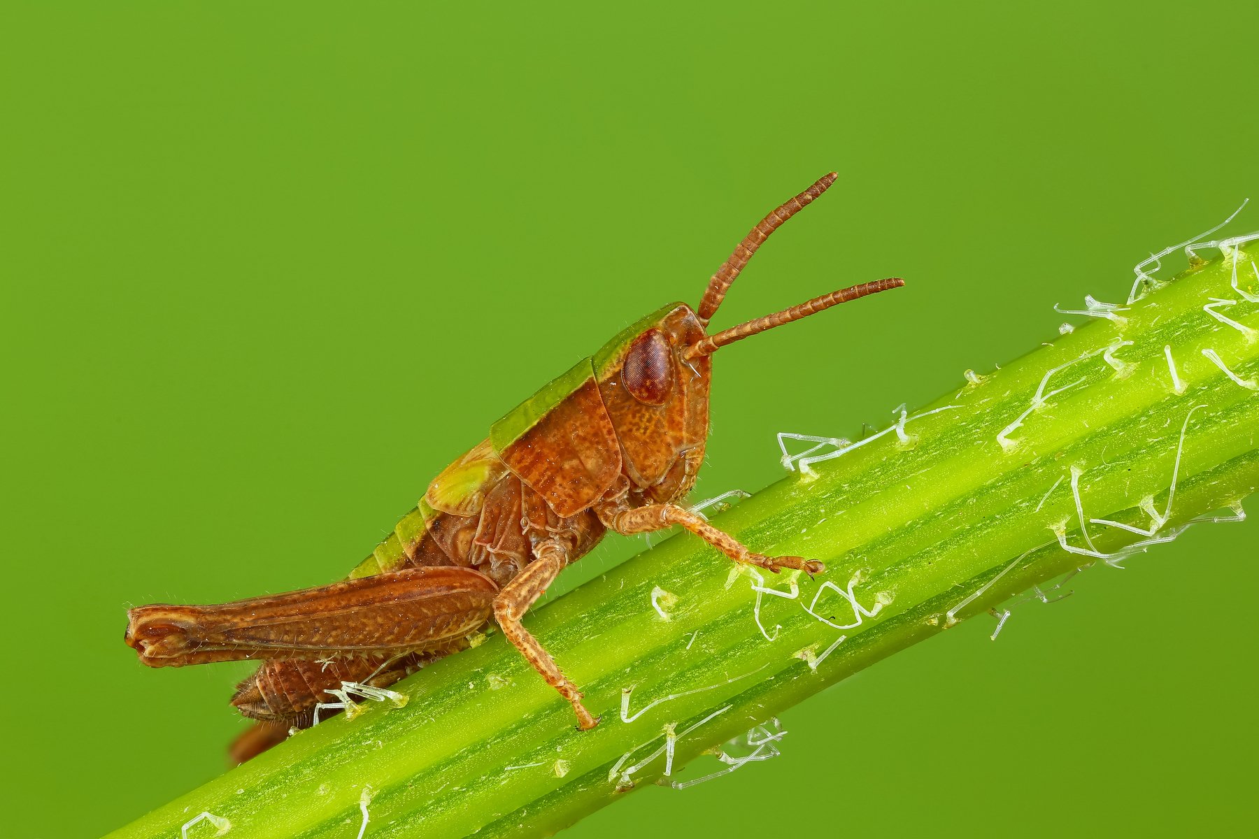 макро кузнечик насекомое животное зеленый, Андрей Шаповалов