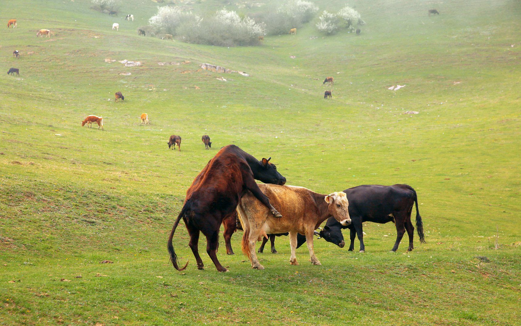 коровы,пастбище,луг,весна., Marat Magov