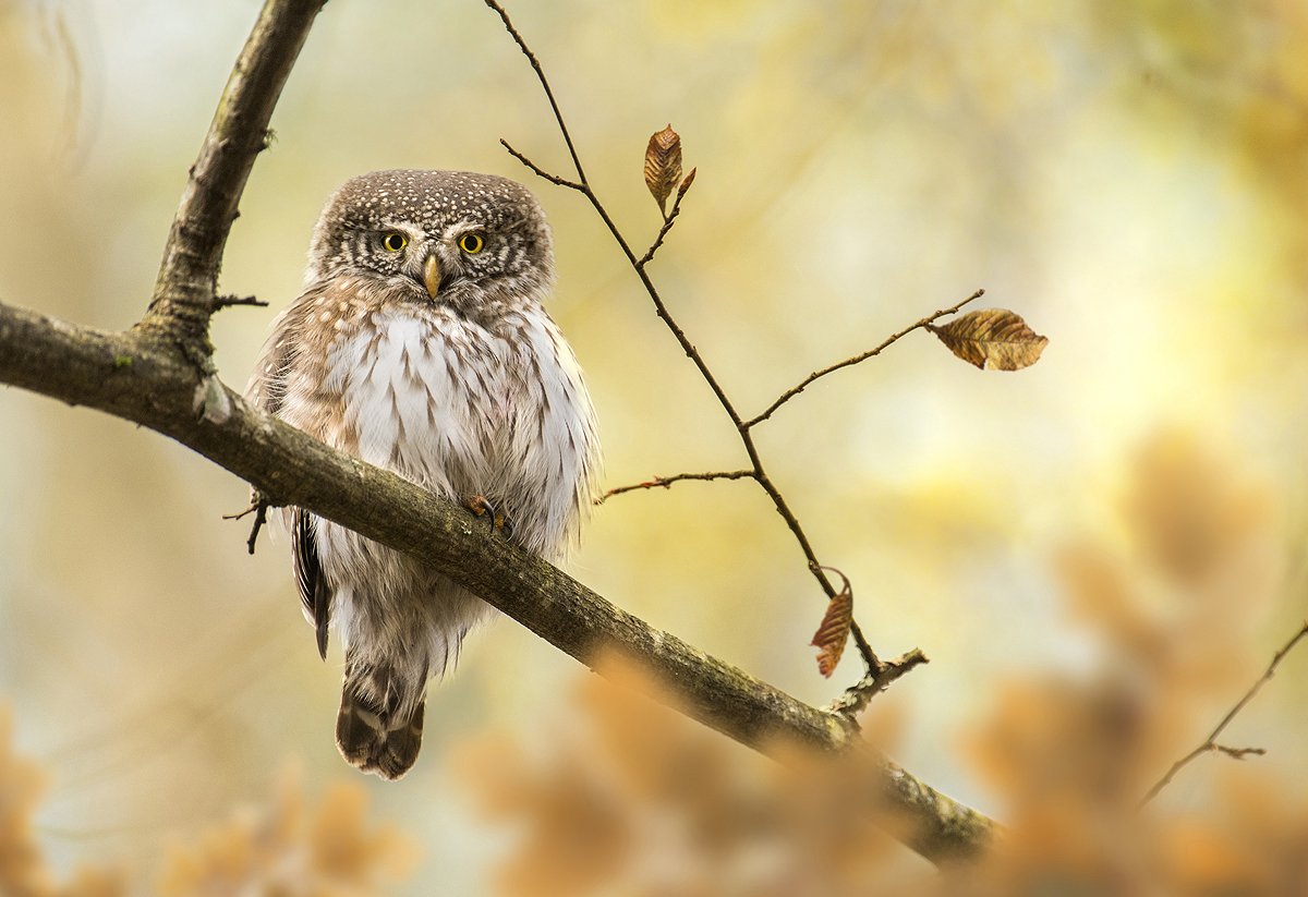 pygmy, owl, bird, birds, animals, animal, fauna, wildlife, autumn, fall,, Piotr Krześlak
