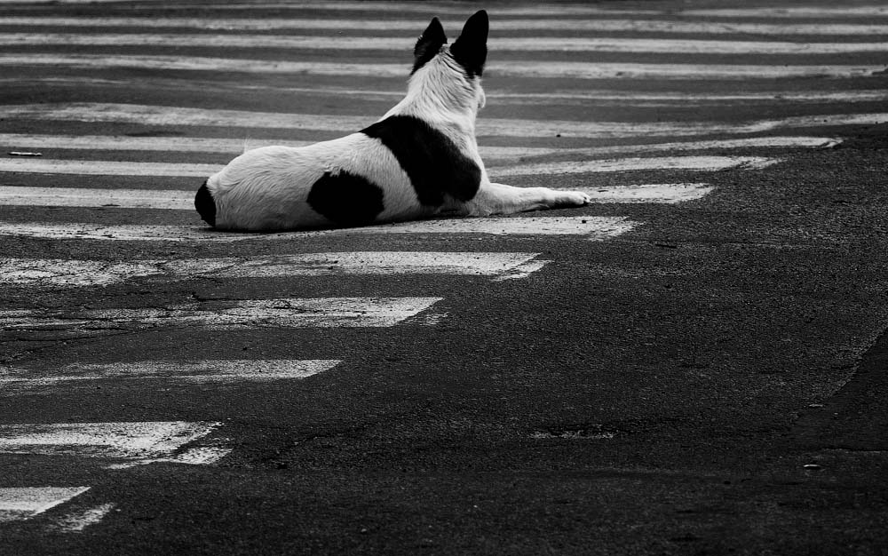 улица, стрит, животные, пес, собака, чб, черно-белое, дорога,настроение,жанр,арт, Taras