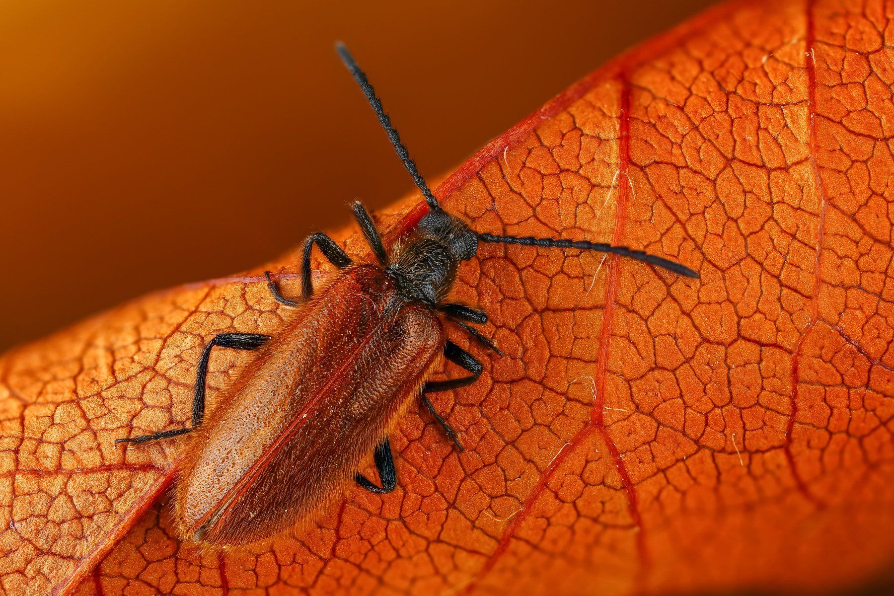 жук макро коричневый лист животные насекомые, Андрей Шаповалов