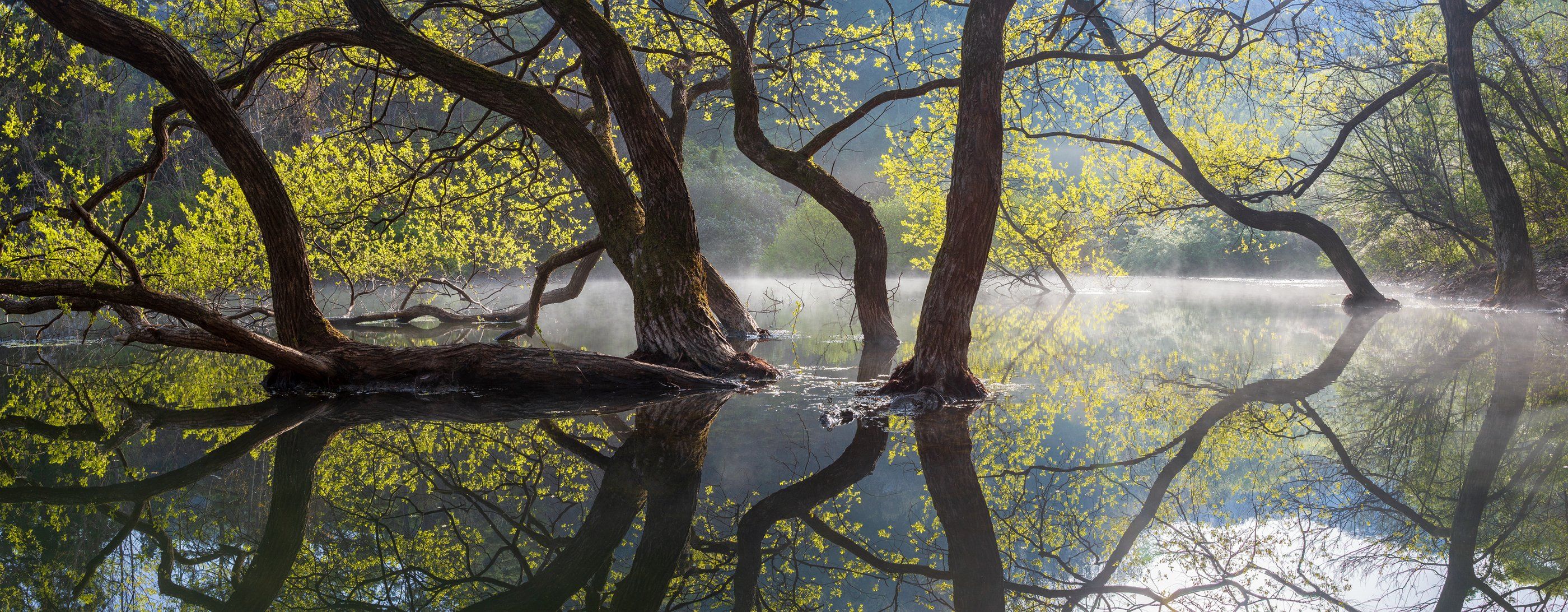 willow tree, spring, light, green, reflection, water, woods, Jaeyoun Ryu