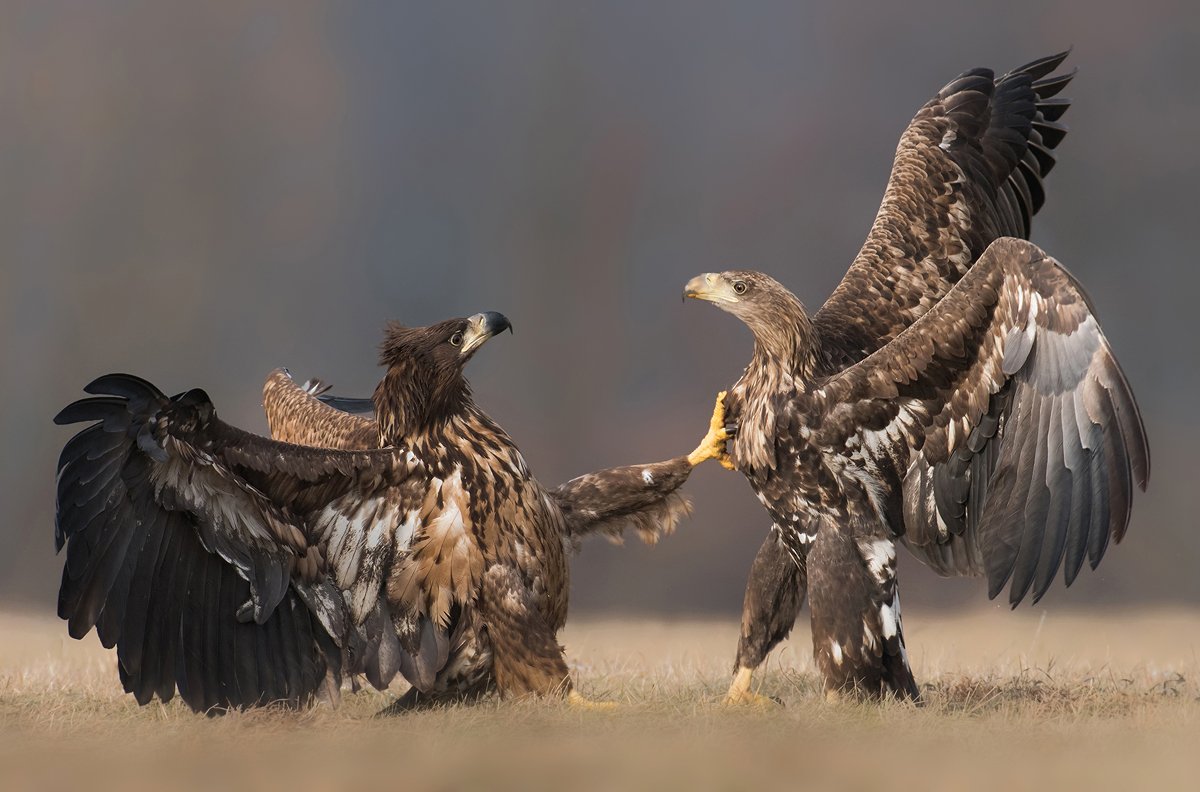 eagle, eagles, animals, animal, wildlife, nature, fauna, fight, birds, bird,, Piotr Krześlak