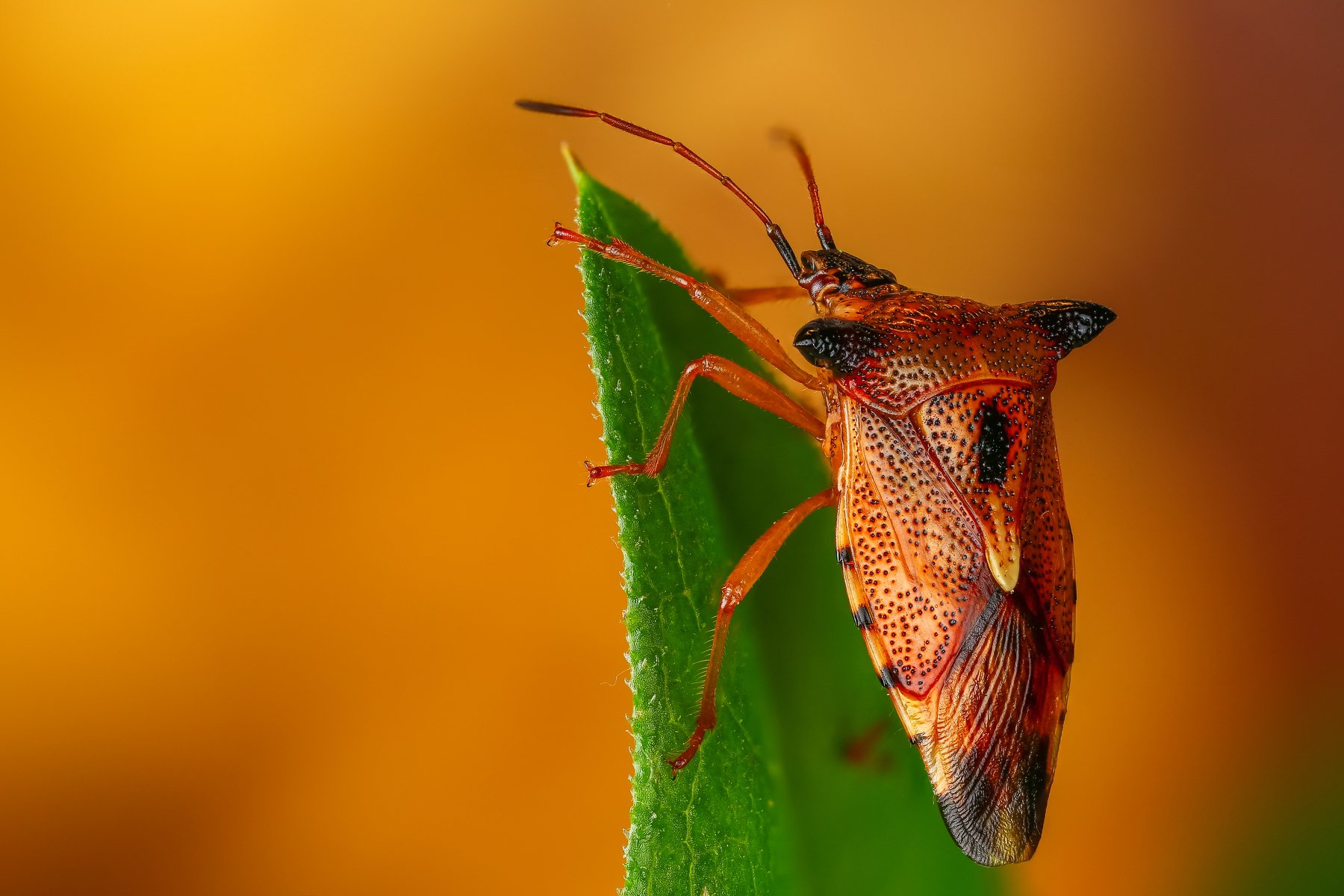 клоп макро лист зеленый коричневый насекомое животное, Андрей Шаповалов