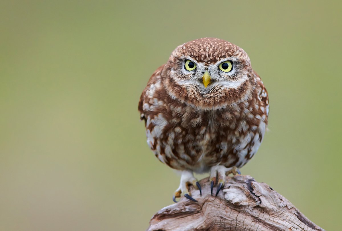 owl, little, birds, bird, animals, animal, wildlife, nature,, Piotr Krześlak