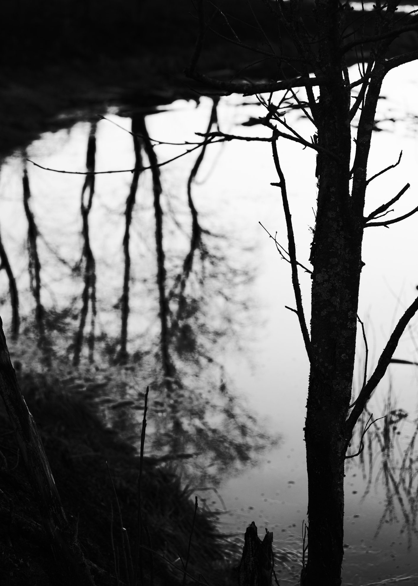 дерево, отражения, пруд, чёрно-белое, Алексей Егоров