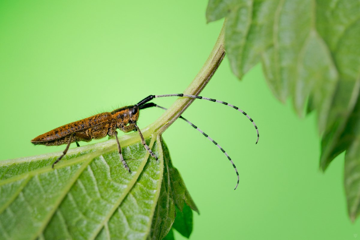 Agapanthia villosoviridescens, bus, insect, macro, Wojciech Grzanka