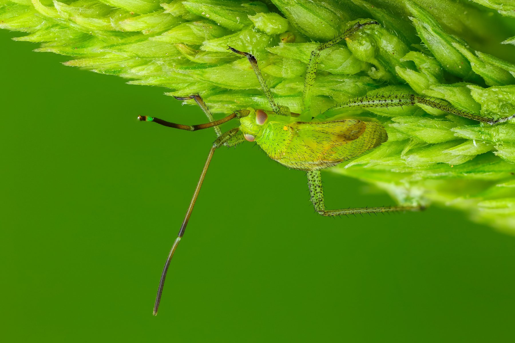 клоп макро лист зеленый насекомое животное, Андрей Шаповалов