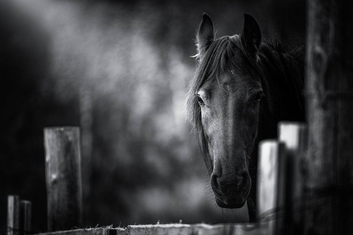 horse,portrait,animal, Tomek Orylski