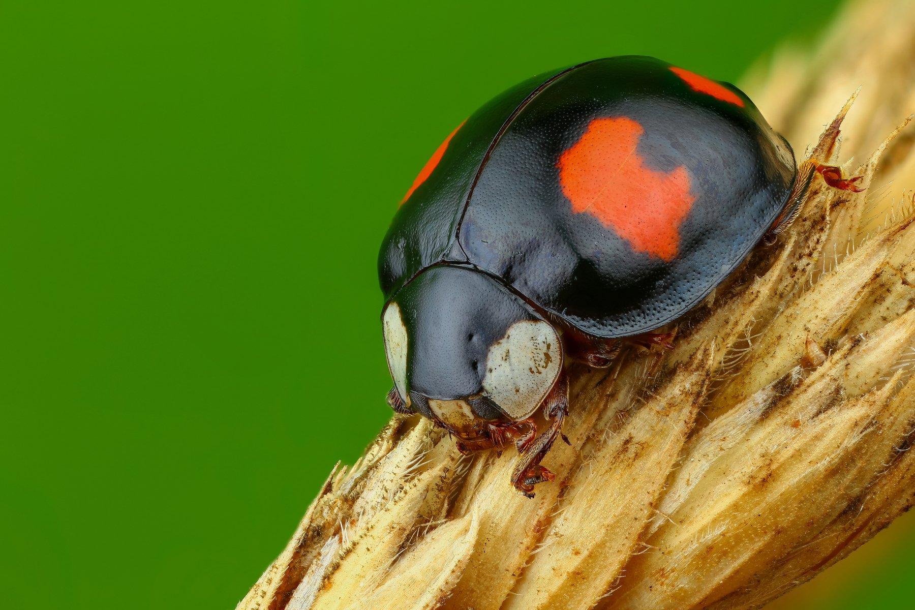 жук макро лист зеленый насекомое животное, Андрей Шаповалов
