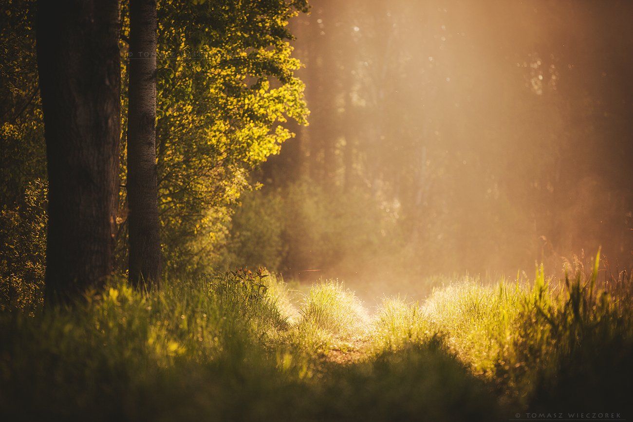 forest, poland, polish, landscape, sunrise, sunset, mood, beautiful, amazing, awesome, adventure, explore, travel, light, morning, Tomasz Wieczorek