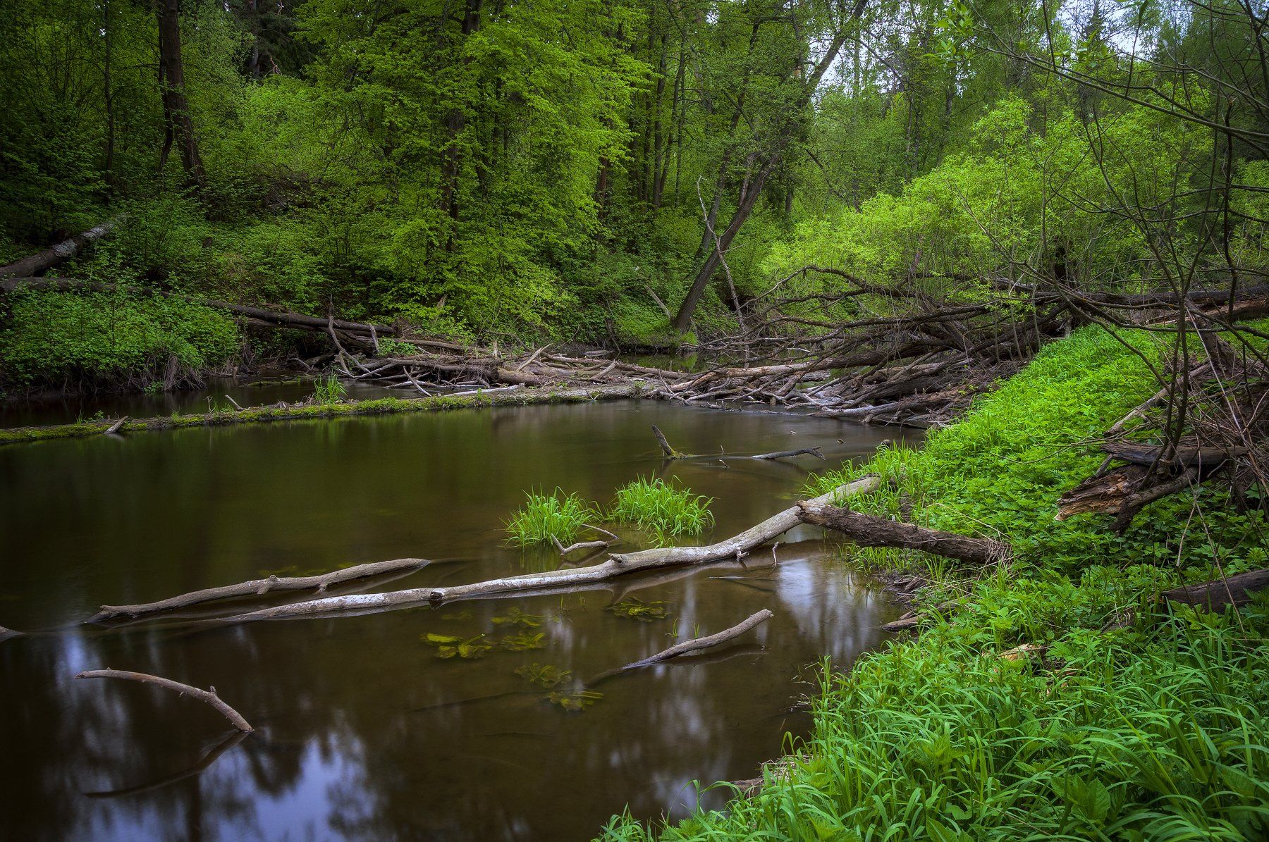 река,природа,пейзаж,весна,зелень,подмосковье, Павел Ныриков