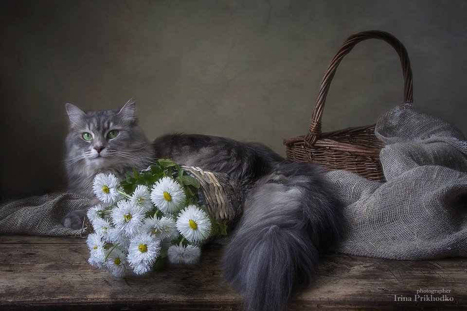 домашние животные, кошка Масяня, цветочный натюрморт, винтажный натюрморт, Ирина Приходько
