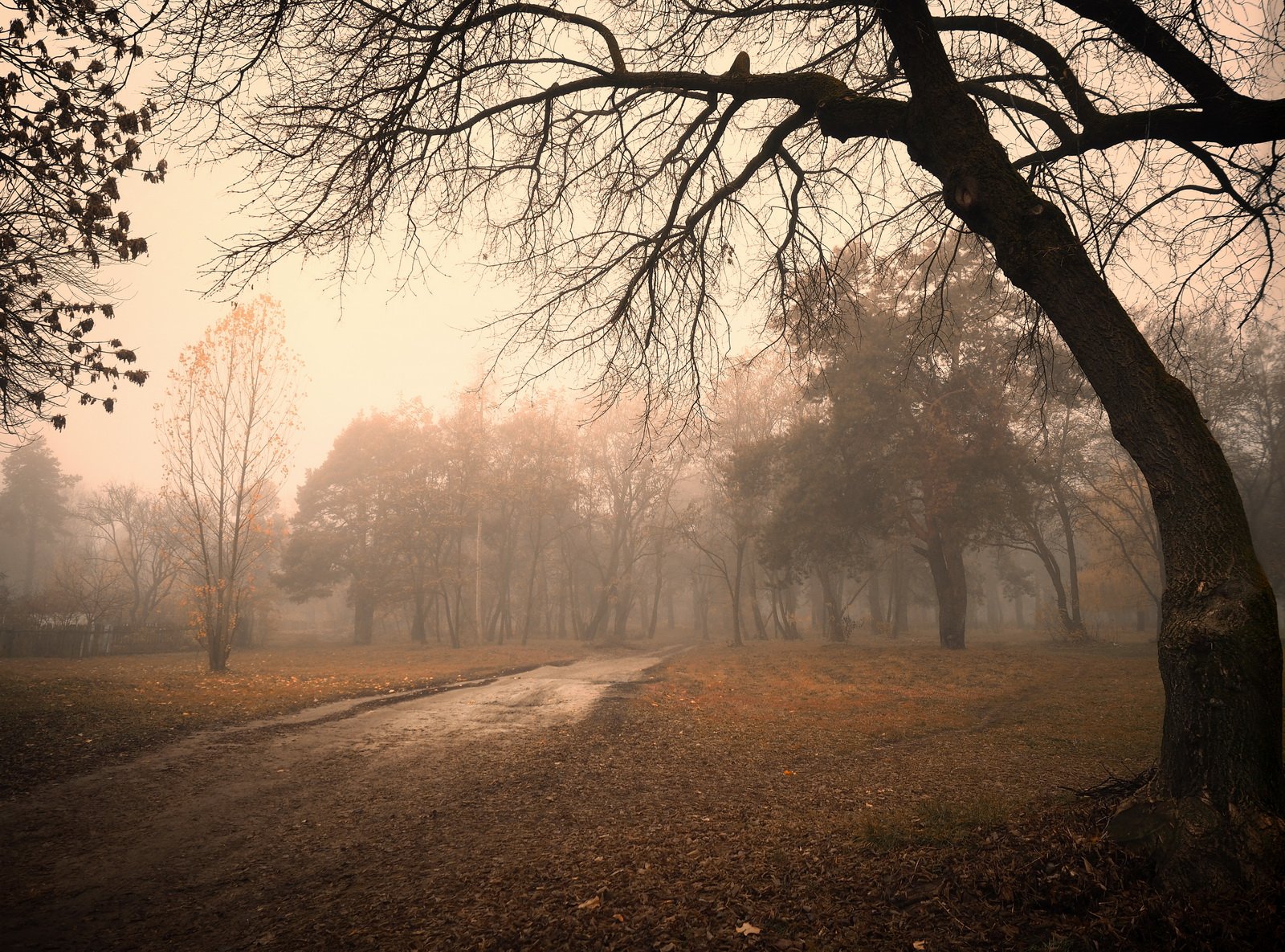 gomel belarus fog tree беларусь гомель туман осень, Иванчиков Дмитрий