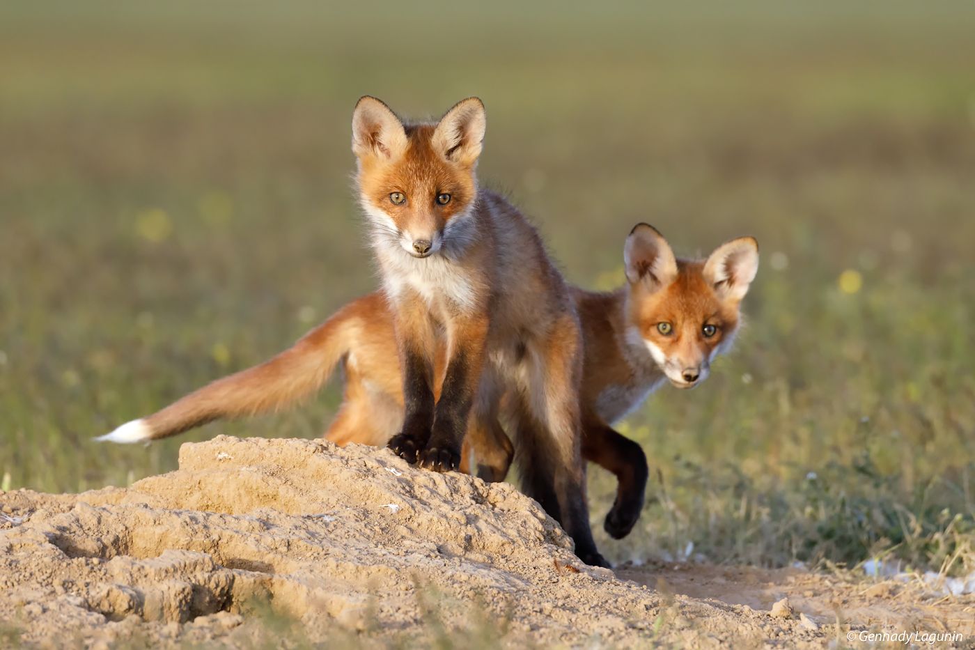 fox, Геннадий Лагунин
