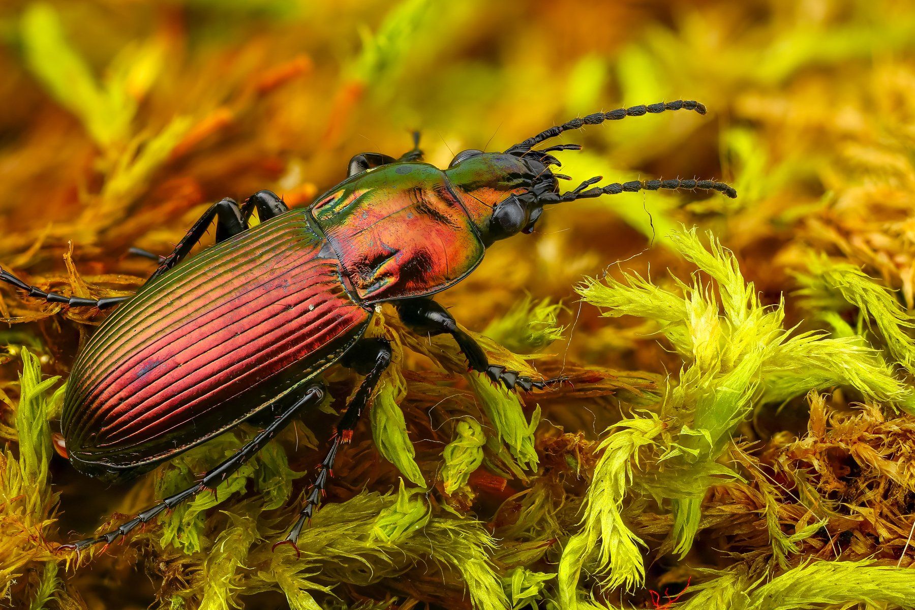 жук макро зеленый коричневый насекомое животное мох, Андрей Шаповалов