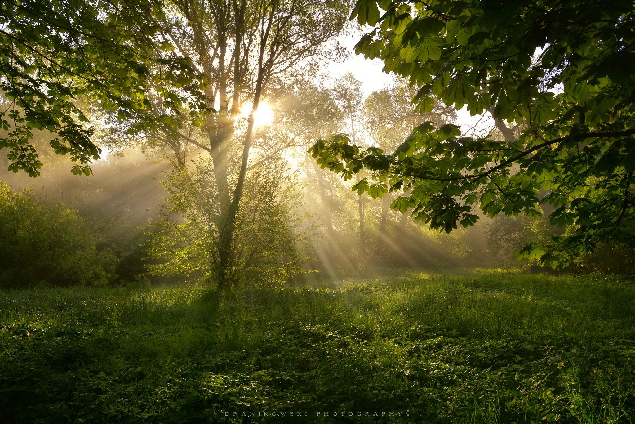 волшебное утро misty morning magical morning sun light sunlight tree dranikowski grass green, Radoslaw Dranikowski