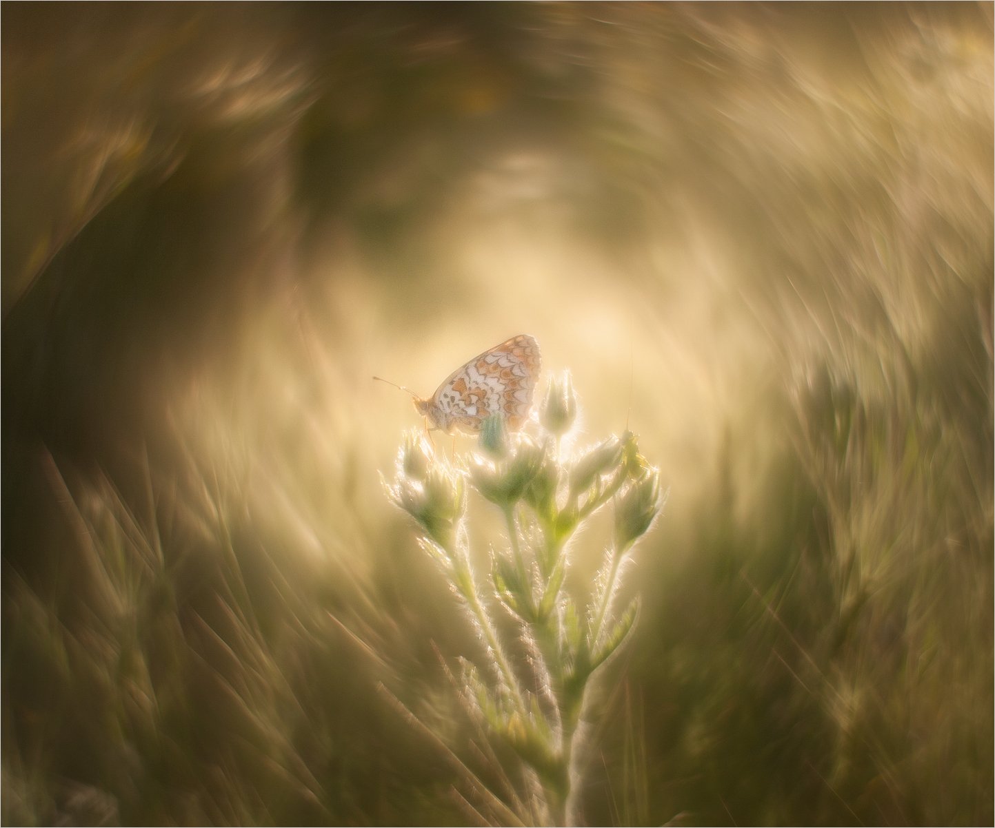 , Михаил Гапонов