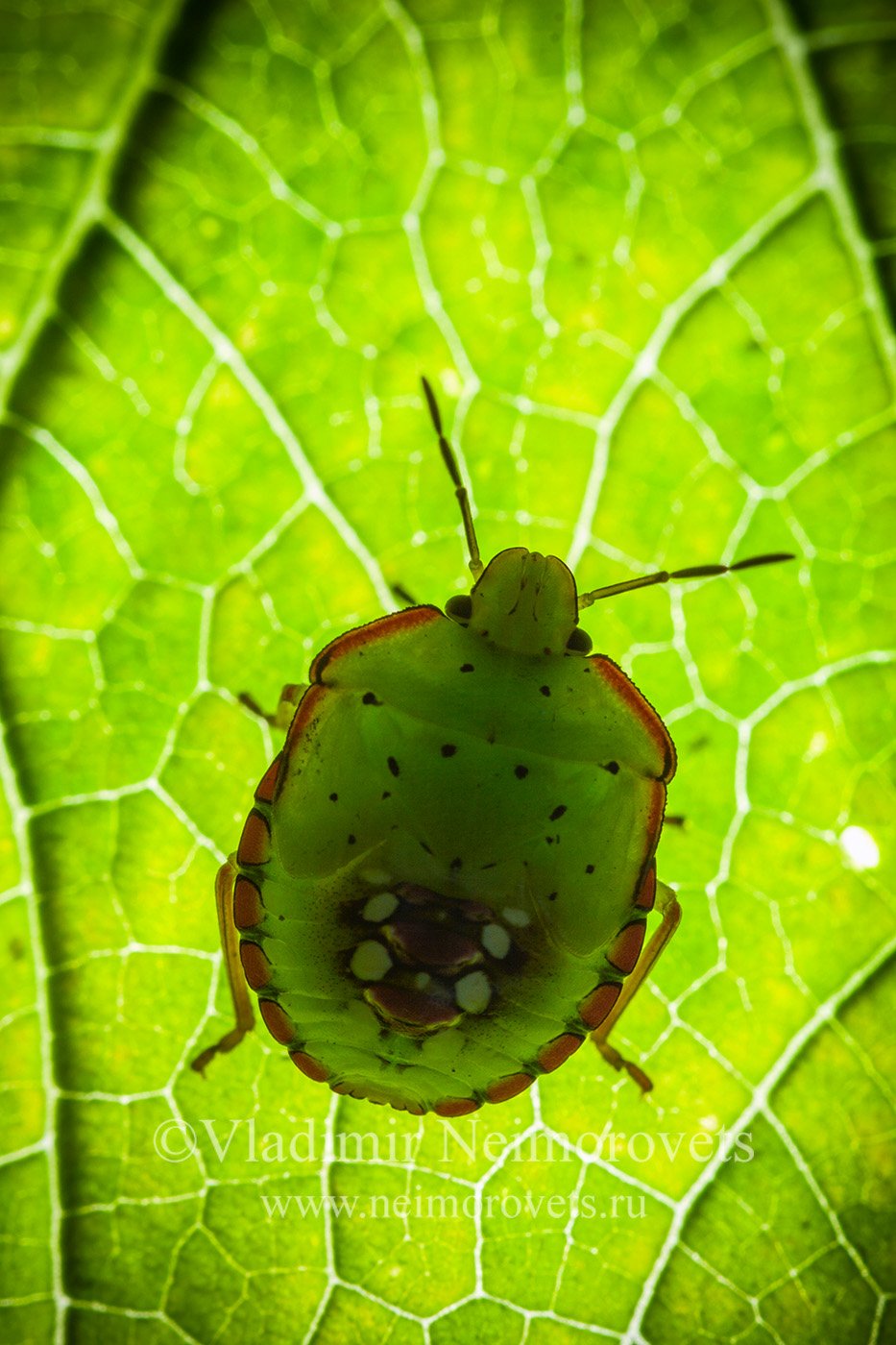 Heteroptera, Krasnodar Territory, Northwestern Caucasus, Pentatomidae, Nezara viridula, insect, insecta, macro, nature, shield bug, the true bug, , Владимир Нейморовец