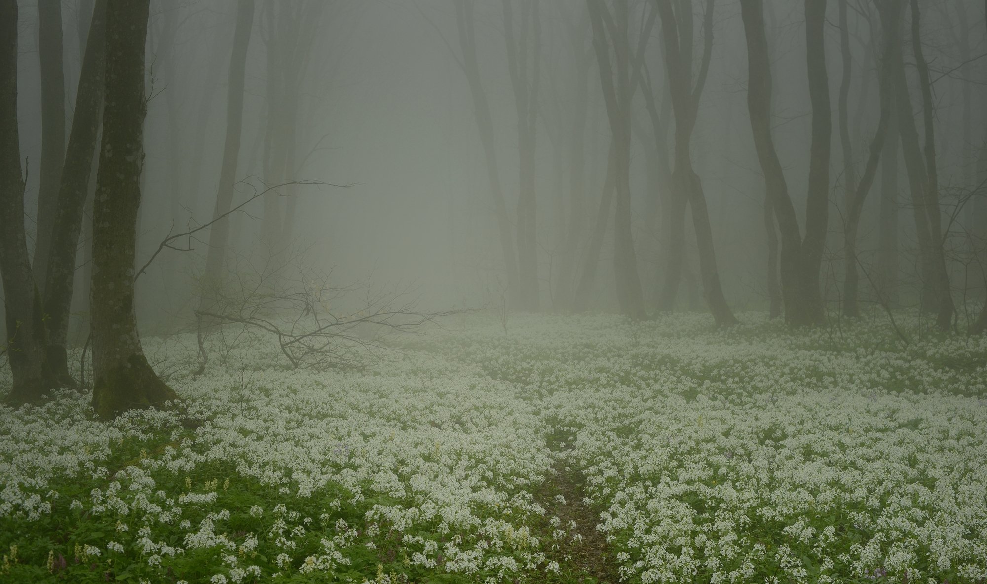 лес туман весна цветы, Александр Жарников