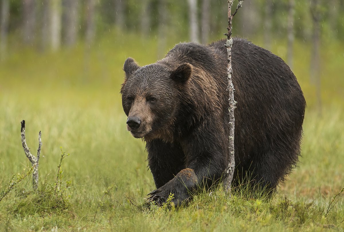 bear, brown, wild, wildlife, ursus, arctos, animals, animal, forest,, Piotr Krześlak