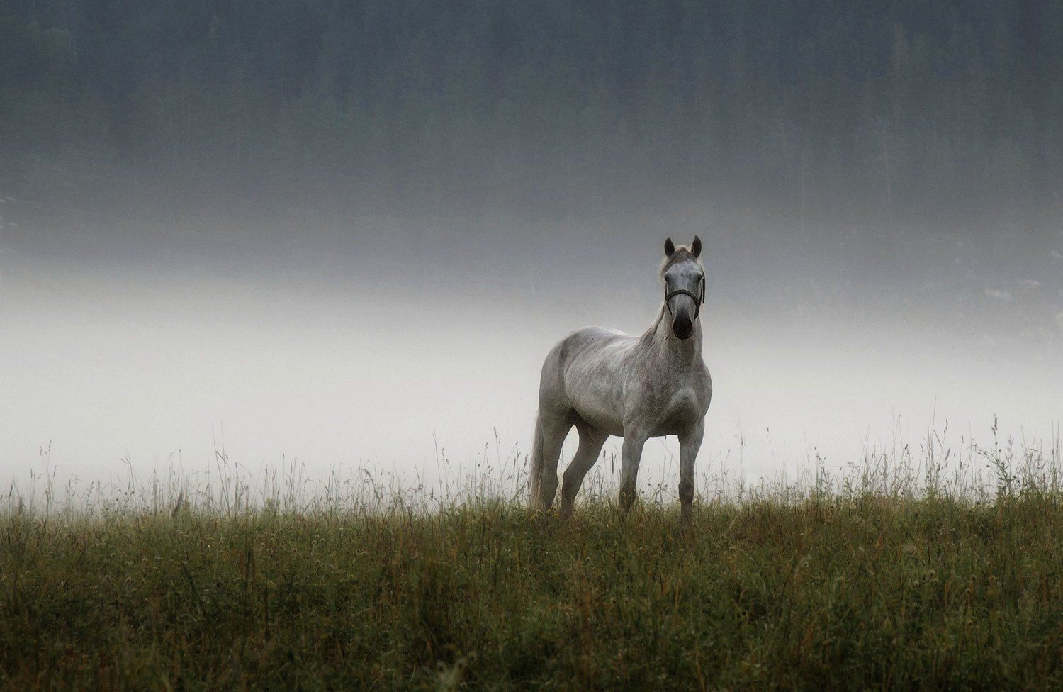алтай. туман. утро. лошадь., Марина Фомина