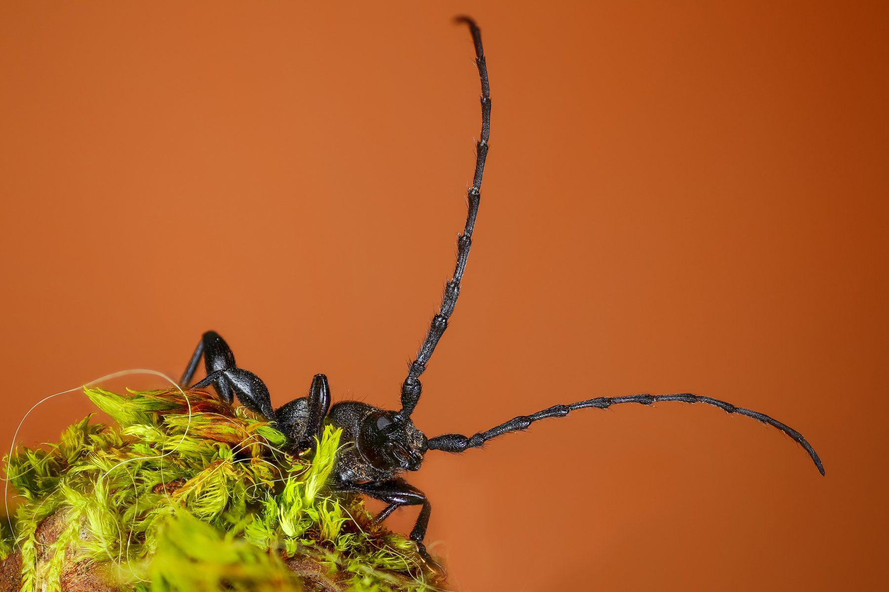 жук макро мох зеленый коричневый насекомое животное, Андрей Шаповалов