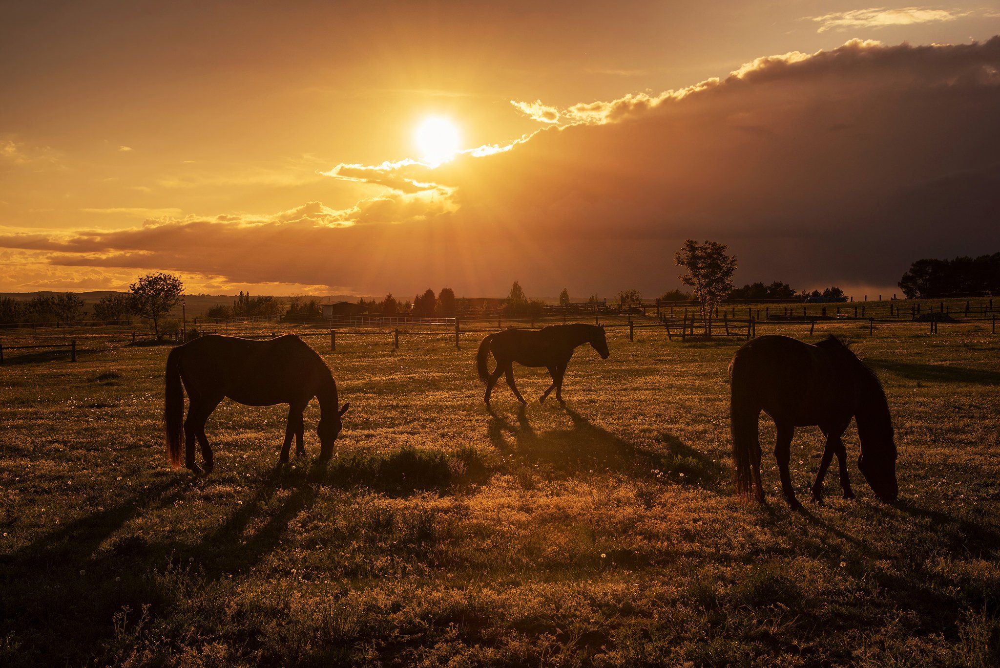 horses at sunset sun sunlight dranikowski grass landscape clouds horse, Radoslaw Dranikowski