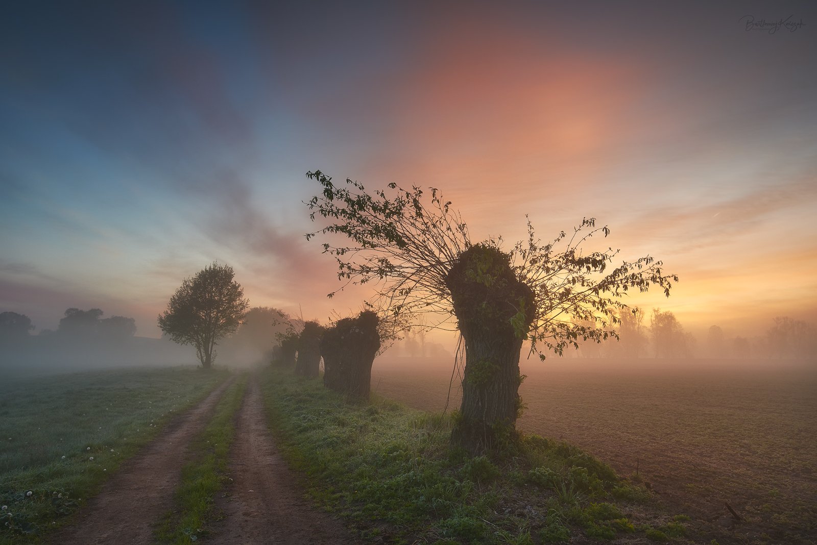 morning, ner, morning, dawn, spring, fog, willow, trees, Bartłomiej Kończak