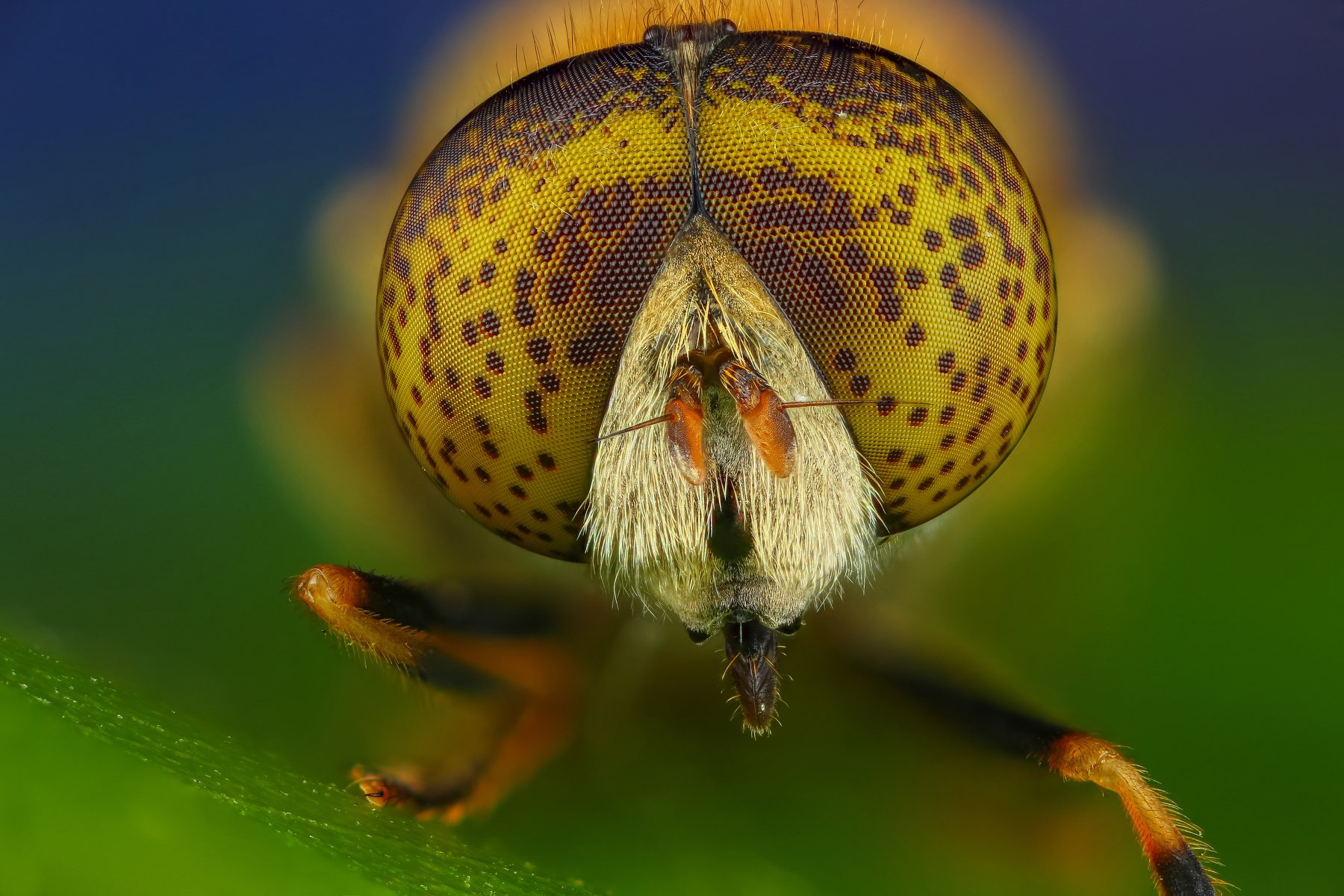 муха портрет макро лист зеленый синий насекомое животное, Андрей Шаповалов