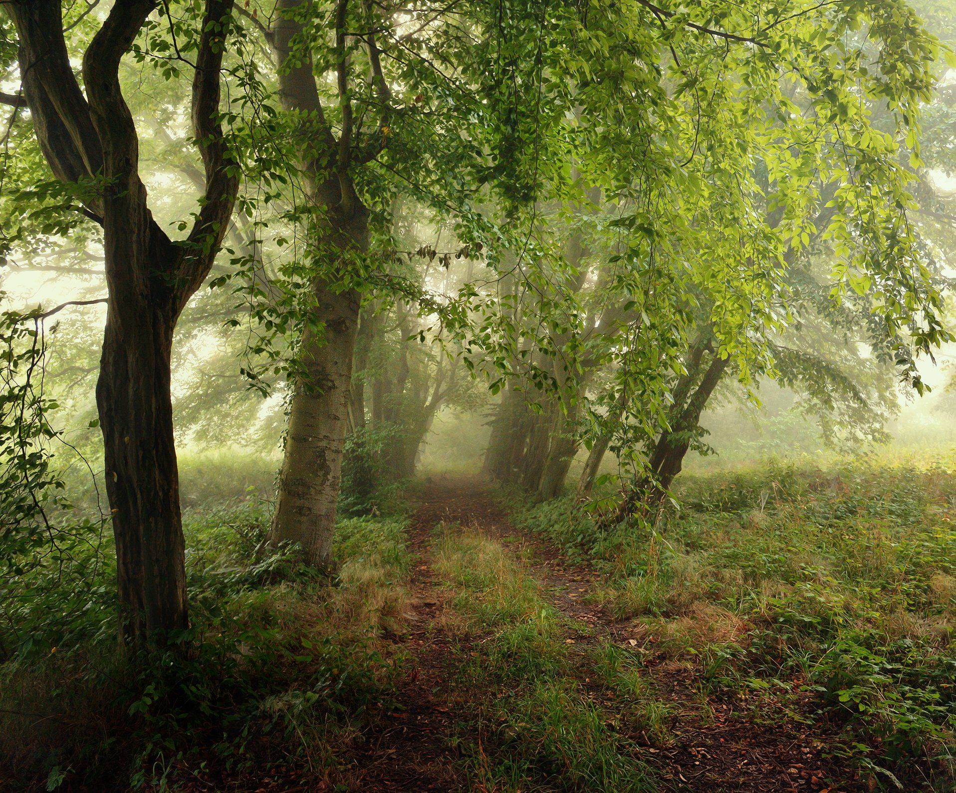 park old foggy morning path road mist magic spring dranikowski green nikon alley trees, Radoslaw Dranikowski