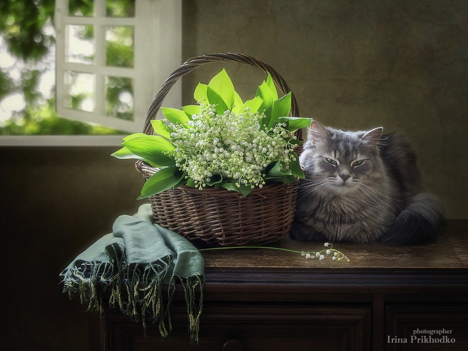 домашние животные, натюрморт, цветочный натюрморт, кошка Масяня, ландыши, Ирина Приходько