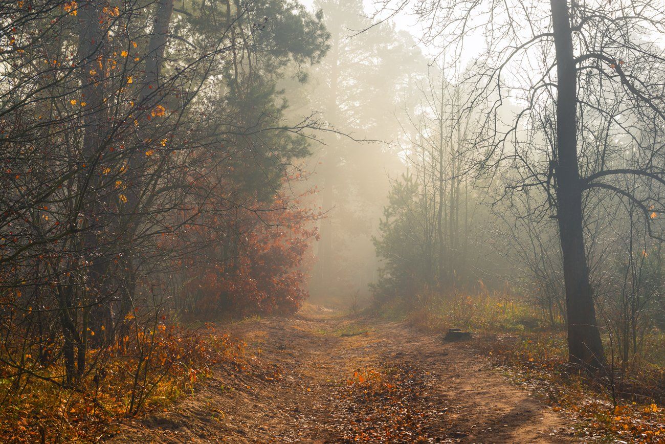 лес, осень, ноябрь, туман, белый, свет, рассвет, Галанзовская Оксана