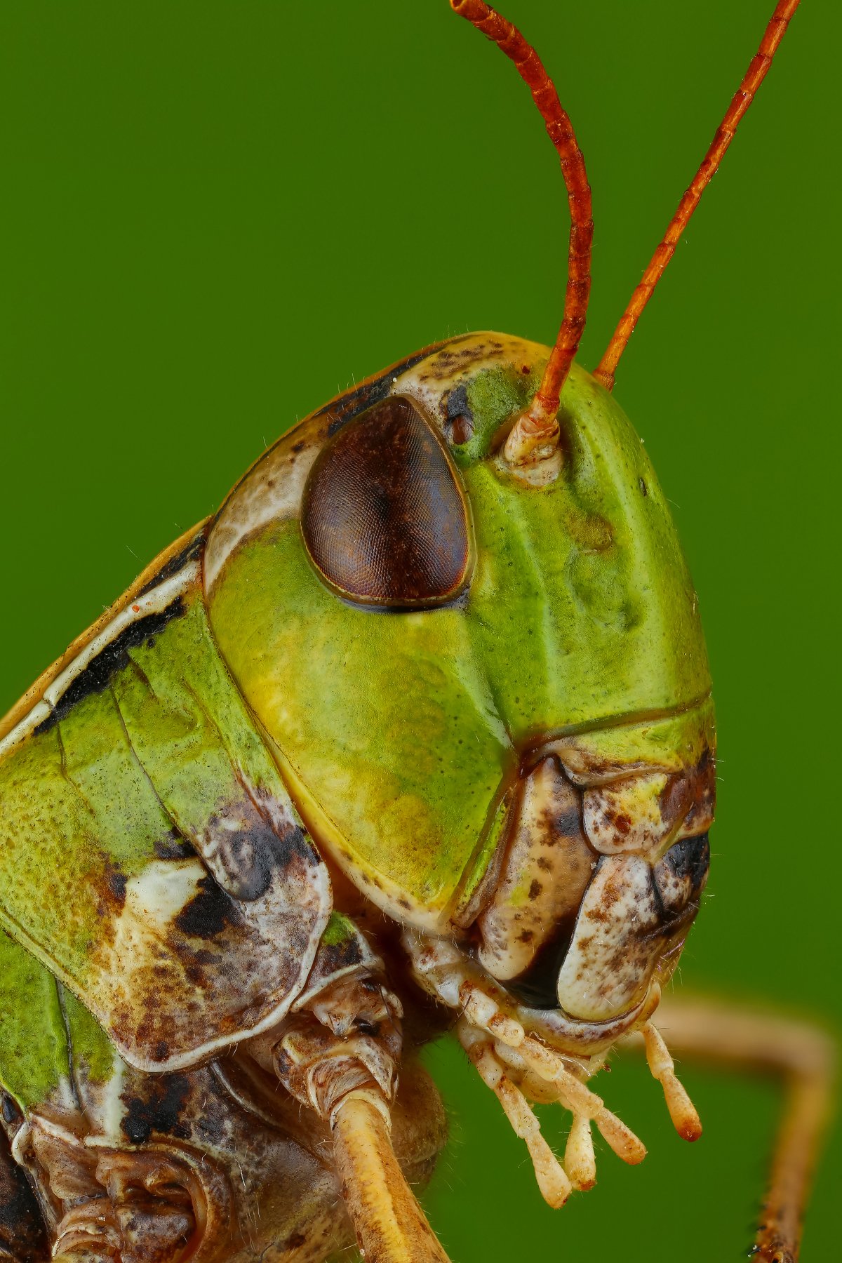 кузнечик макро зеленый насекомое животное, Андрей Шаповалов