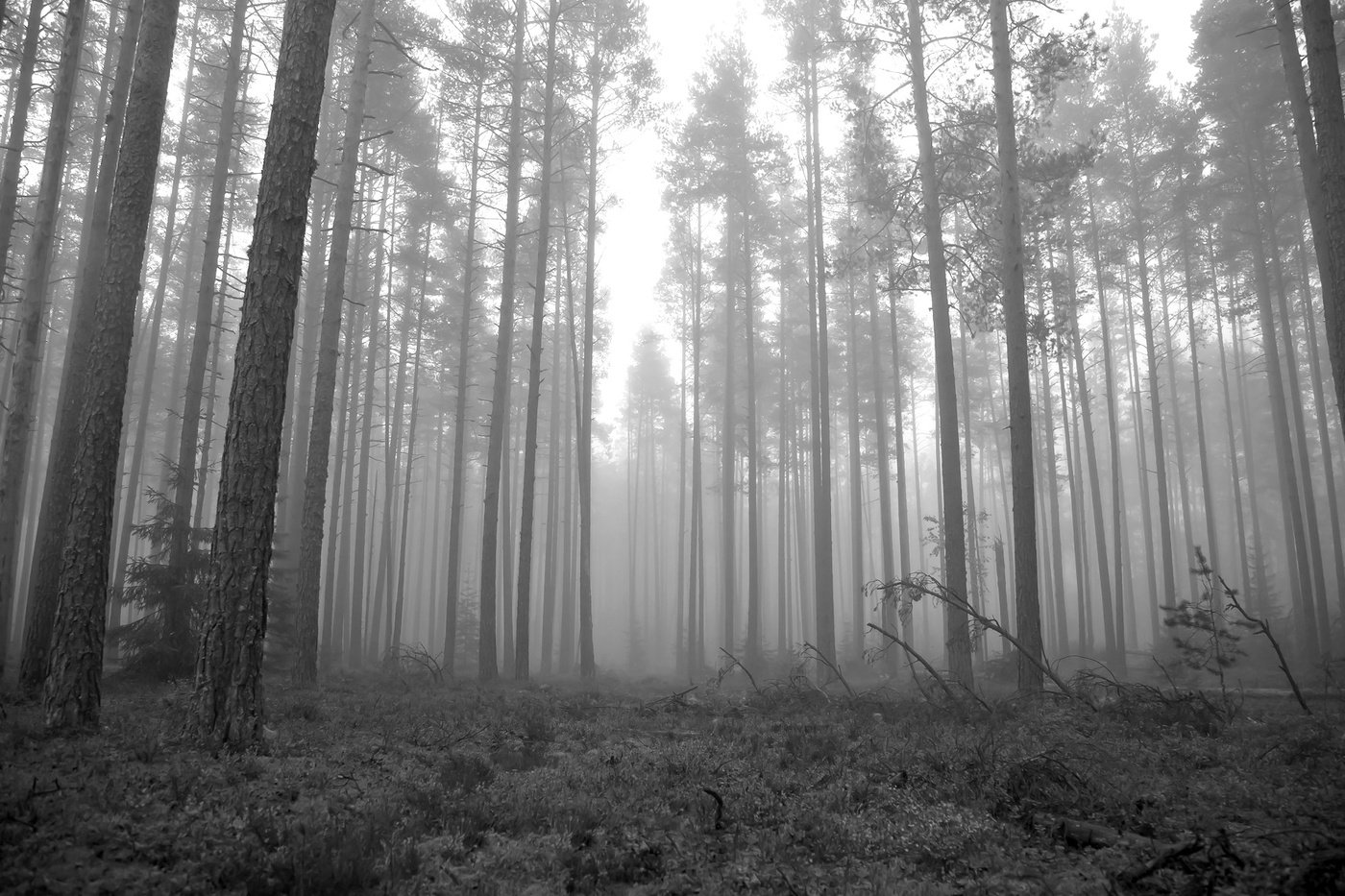 осень, туман, лес, утро, Александр Игнатьев