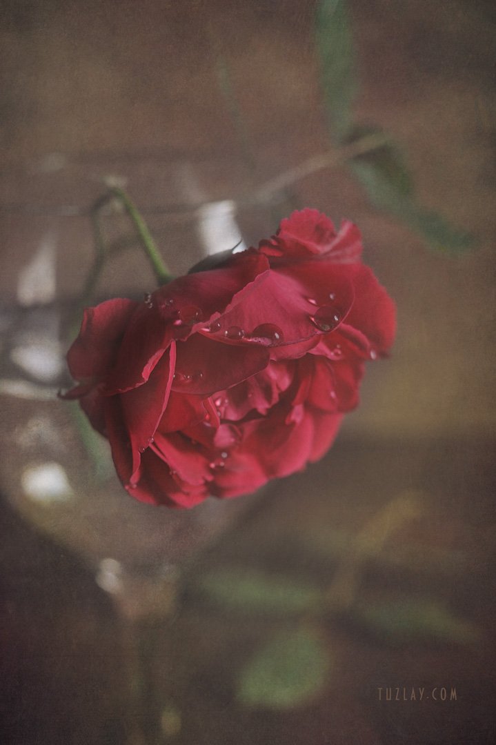 красная роза, майская роза, розы, Владимир Тузлай