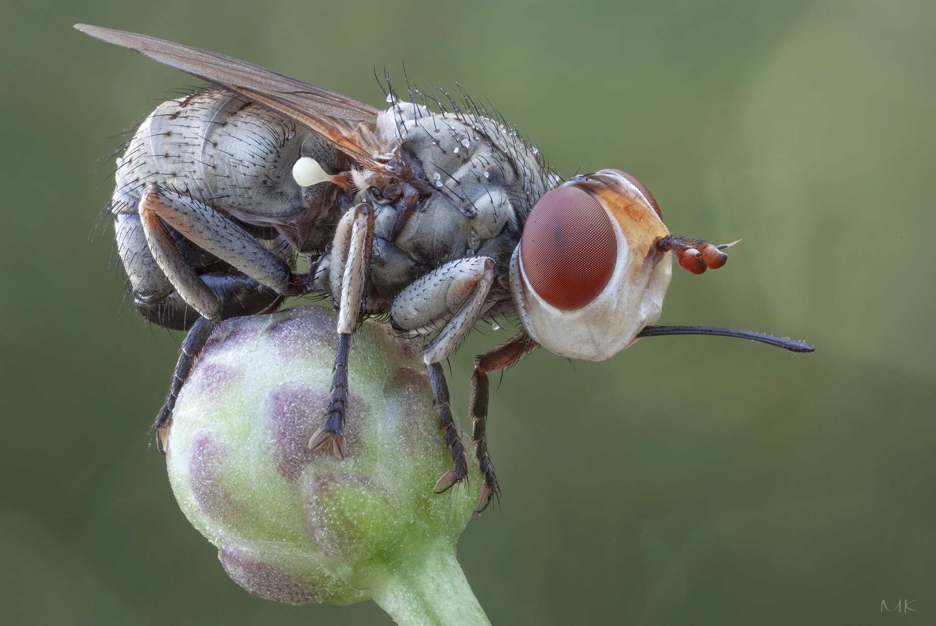 большеголовка, thick-headed fly, conopidae, zodion sp., Miron Karlinsky