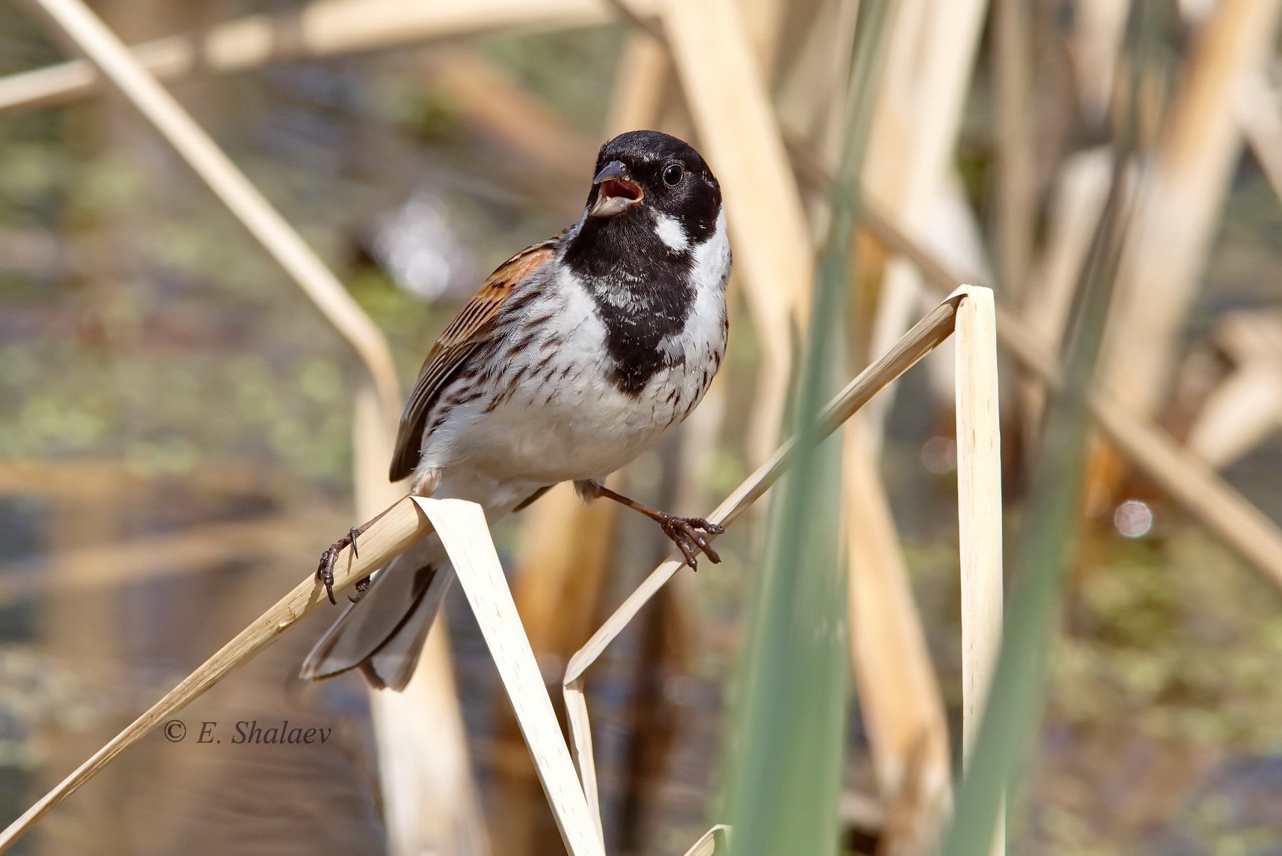 камышовая овсянка, emberiza schoeniсlus,birds,птица,птицы,фотоохота,овсянка, Евгений