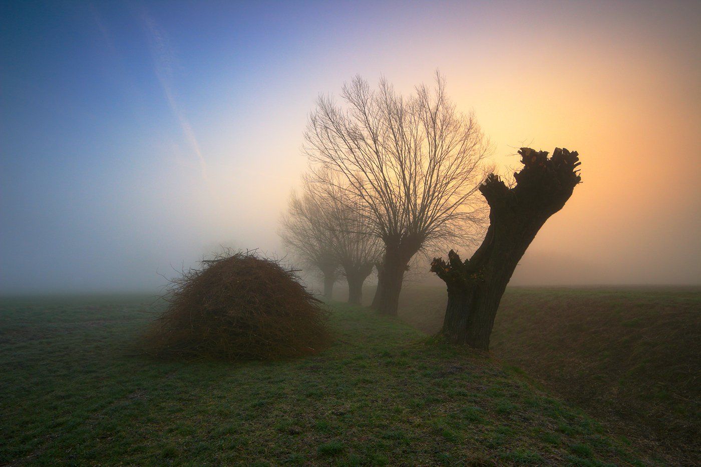 sunrise, morning, down, mist, willow, trees, mood, Jacek Lisiewicz