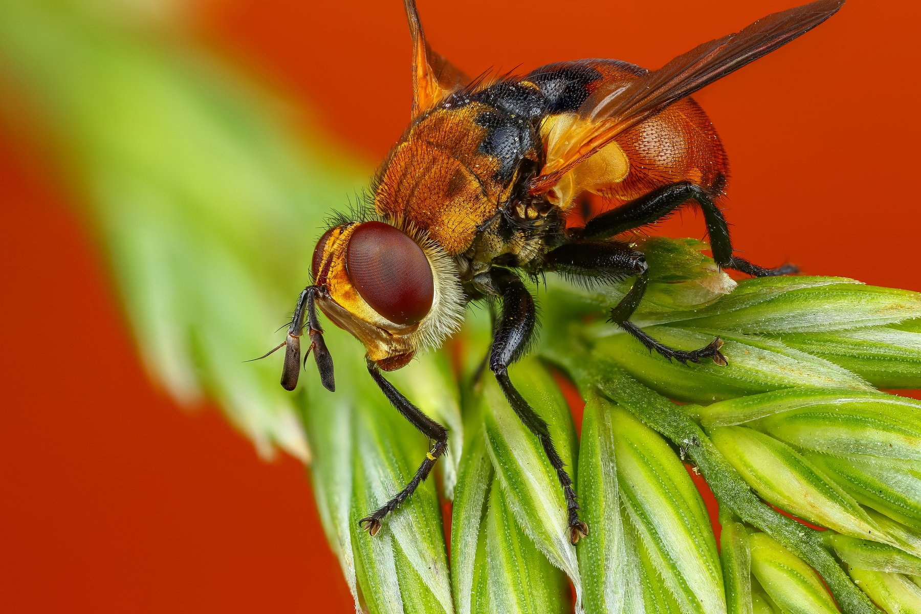 муха макро трава зеленый оранжевый насекомое животное, Андрей Шаповалов