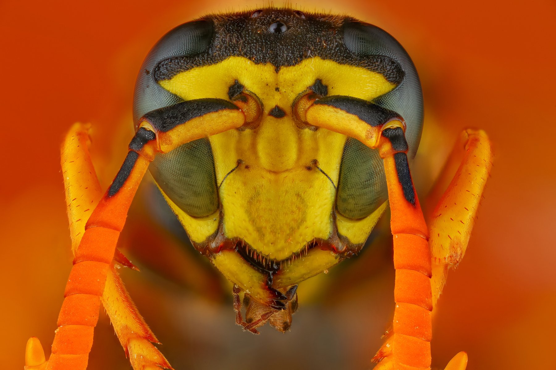 оса макро портрет желтый насекомое животное, Андрей Шаповалов