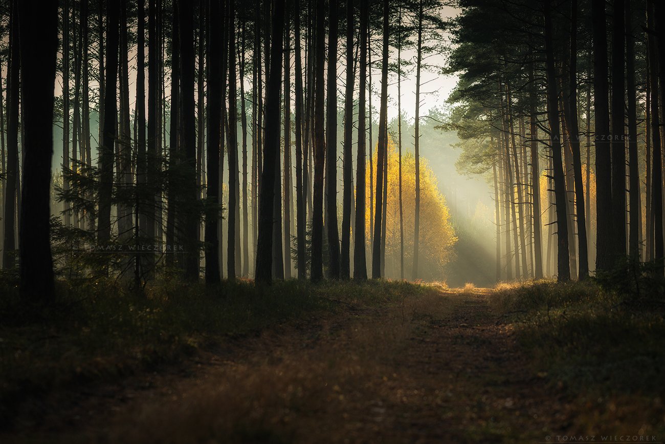 forest, poland, polish, landscape, mushroom, trees, light, awesome, shadows, fog, mist, beautiful, sunrise, sunset, morning, travel, Tomasz Wieczorek