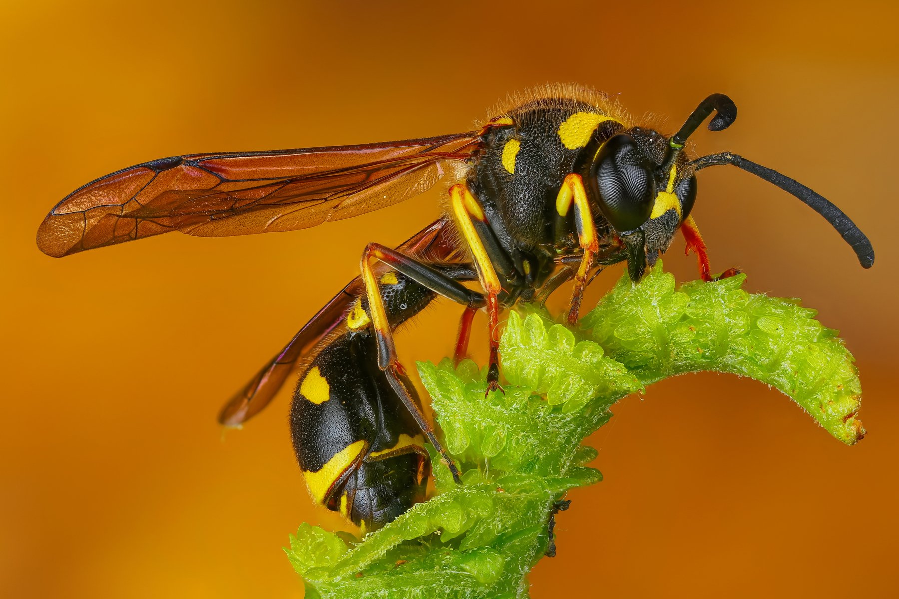 Пелопей. Пилюльная Оса кокон. Оса пелопей кокон. Wasp Оса. Оса пелопей гнездо.