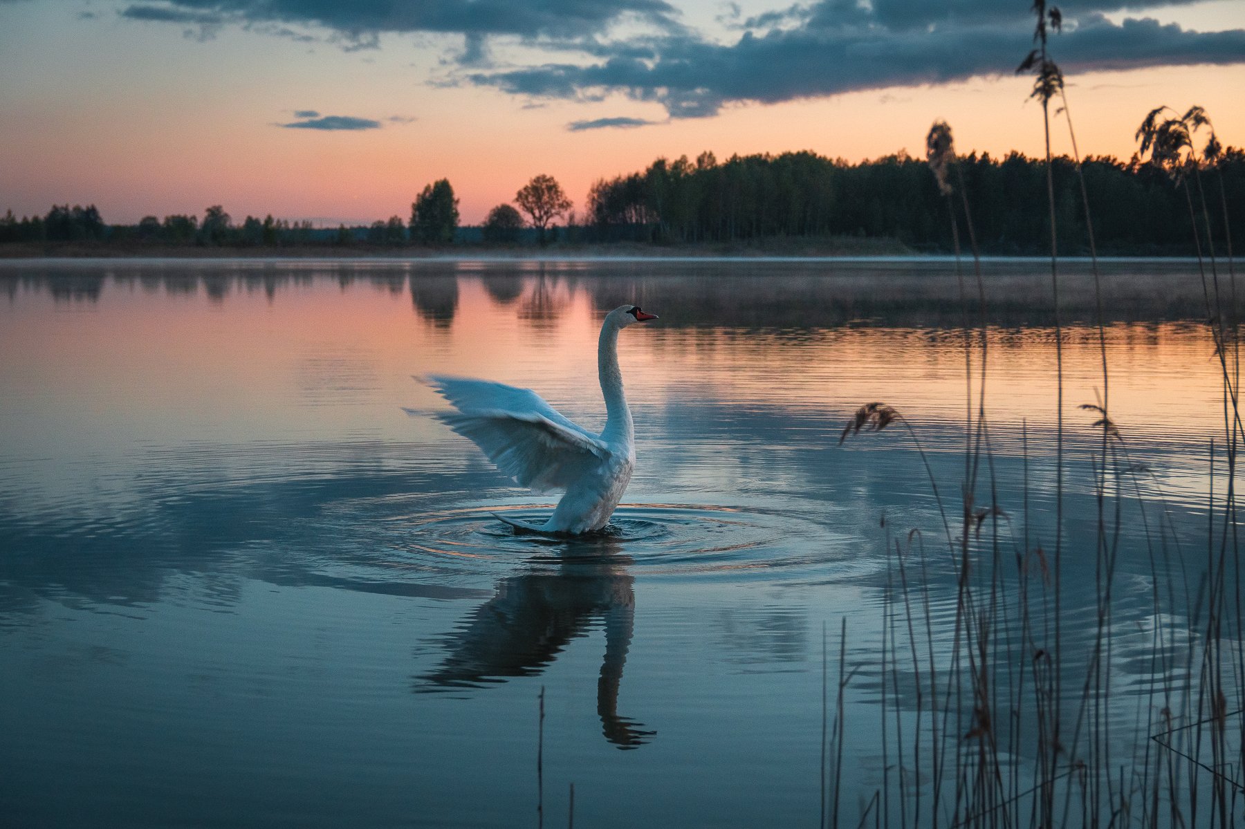 пейзаж птицы закат вода лебедь природа , Дмитрий Рябцев