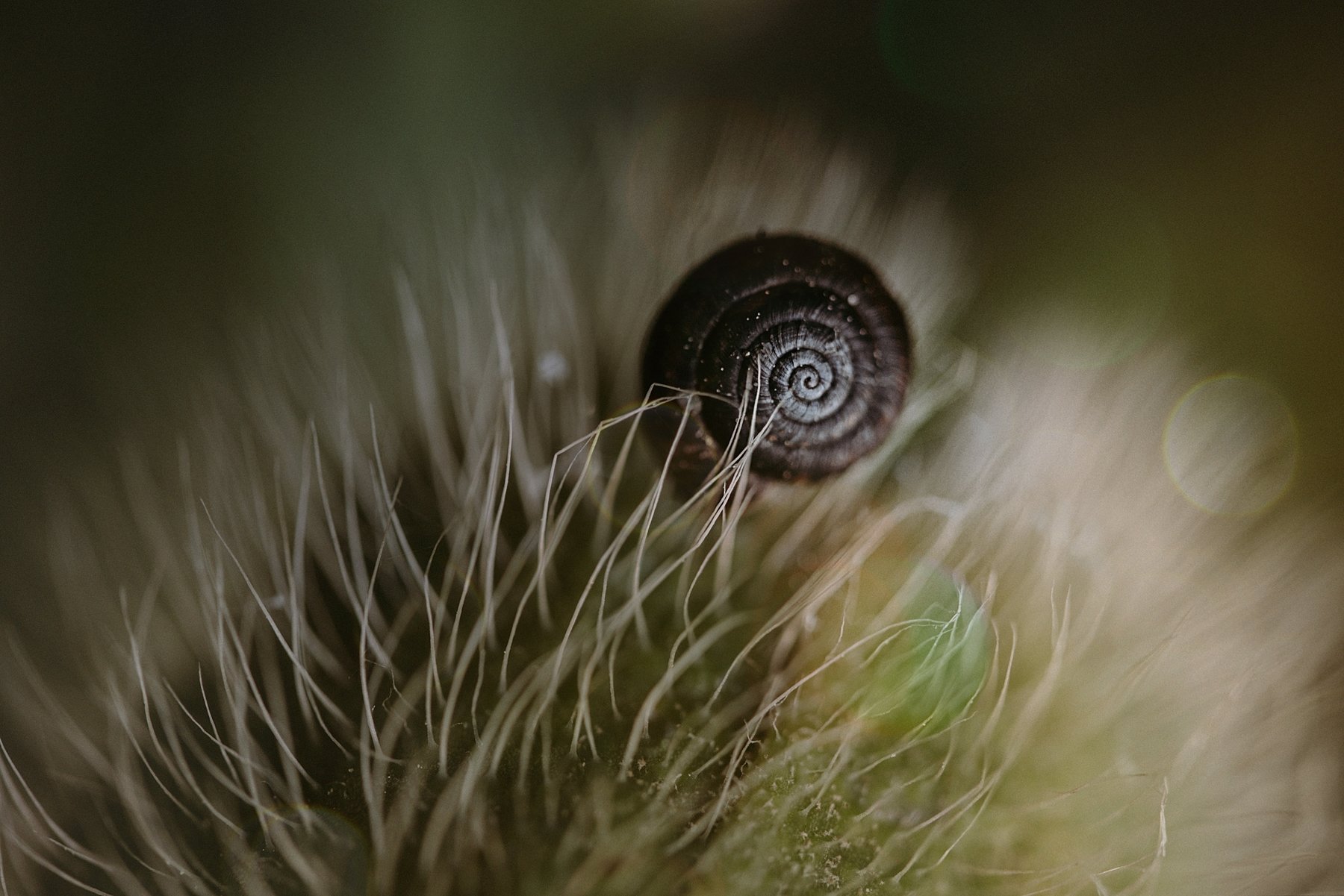 snail, poppy, rain, Anna Ścigaj