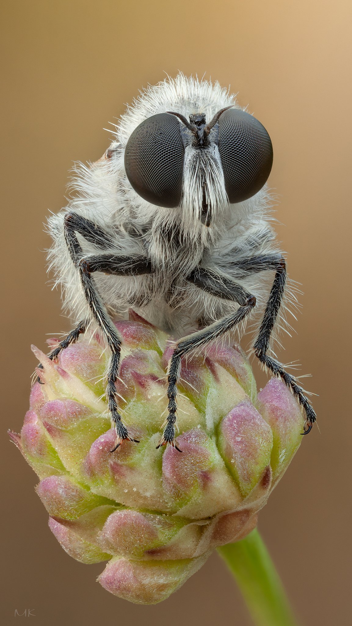 ктрырь,robber fly, Miron Karlinsky