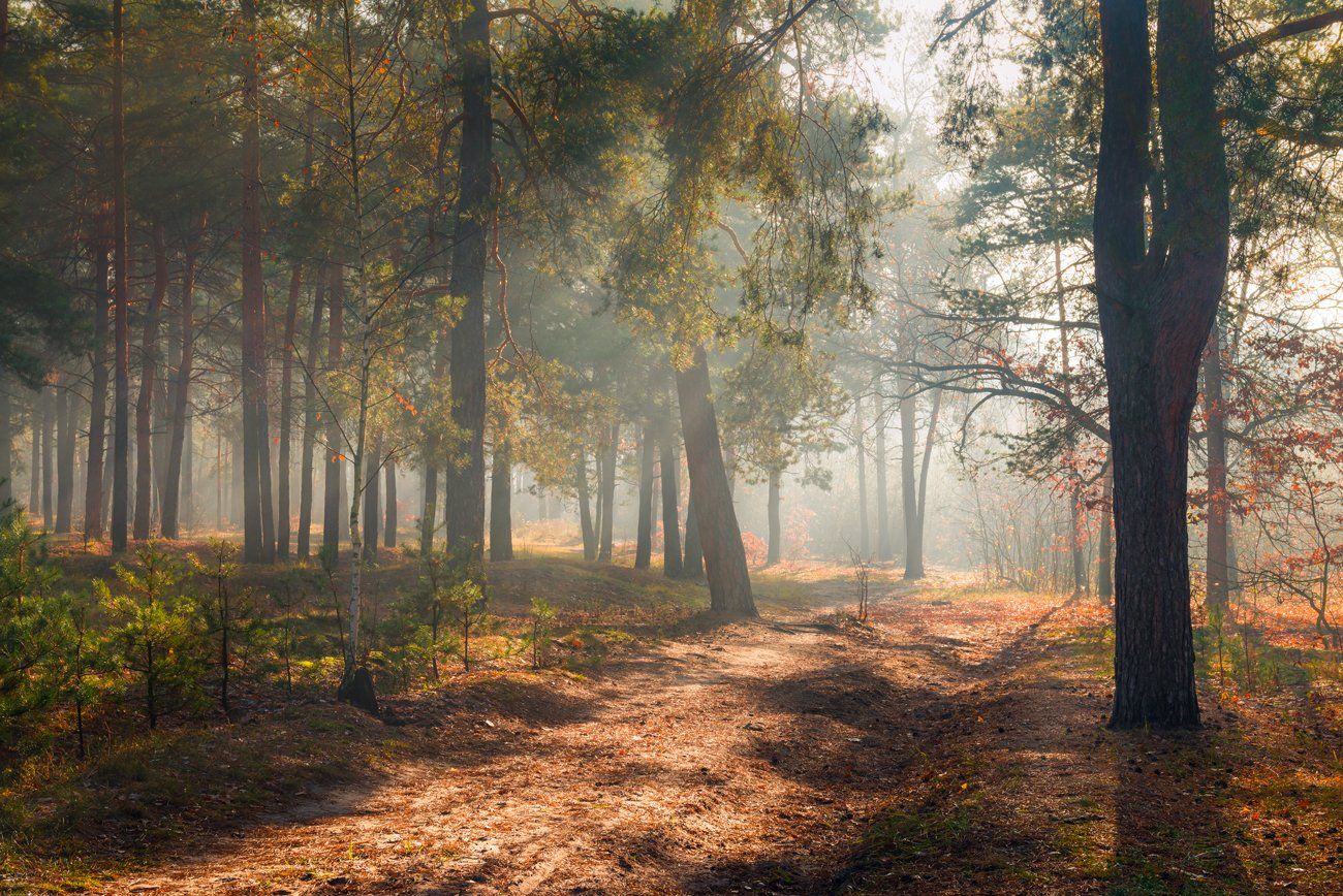 лес, осень, ноябрь, туман, Галанзовская Оксана