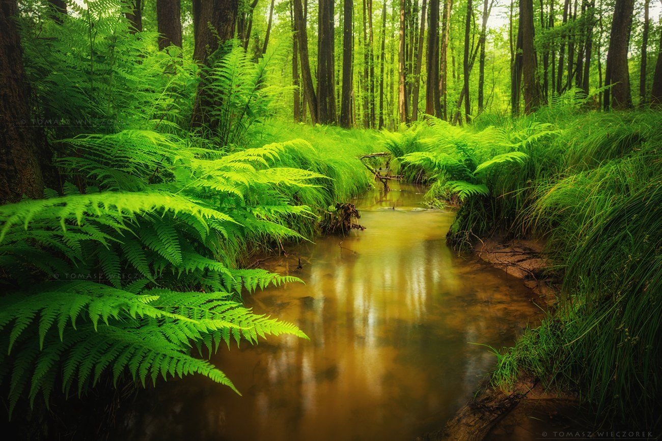 forest, poland, polish, landscape, sunrise, sunset, beautiful, amazing, awesome, adventure, explore, travel, light, jungle, plants, river, Tomasz Wieczorek