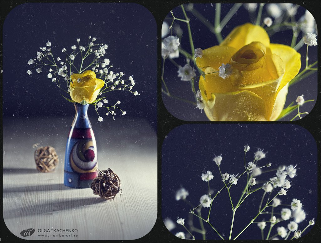 rose, flowers, light, still life, Olga Tkachenko