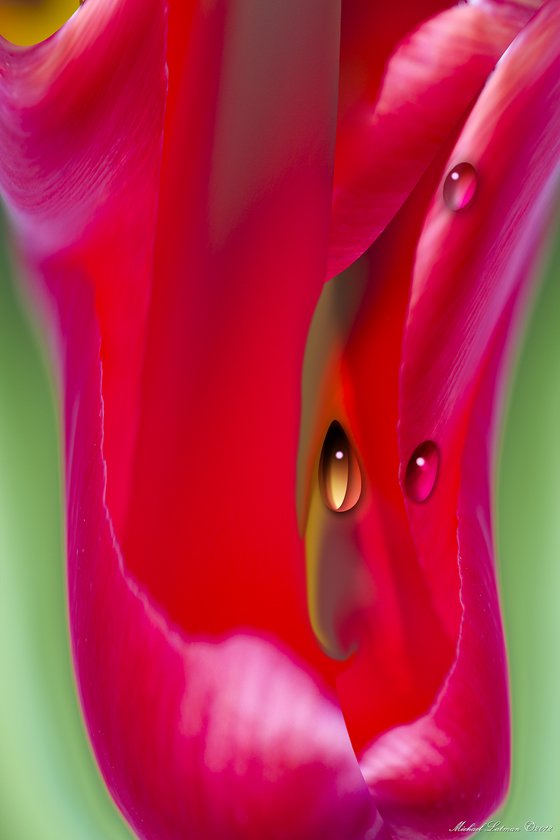 flower, erotic, drops, red, passion, spring, Michael Latman